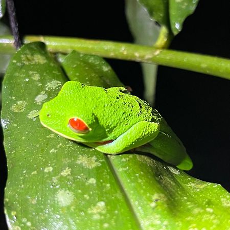 The Frog House Lägenhet La Fortuna Exteriör bild
