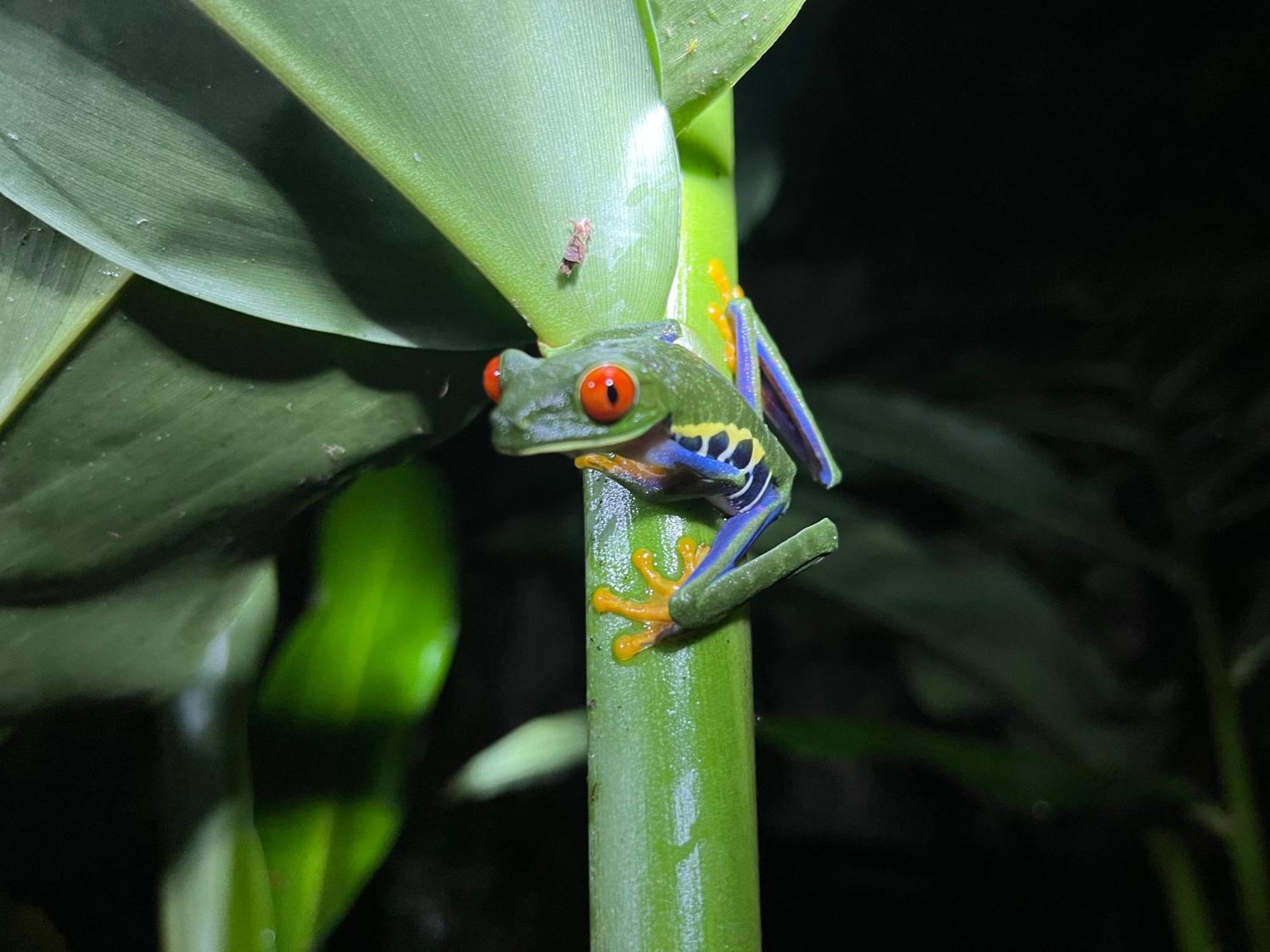 The Frog House Lägenhet La Fortuna Exteriör bild
